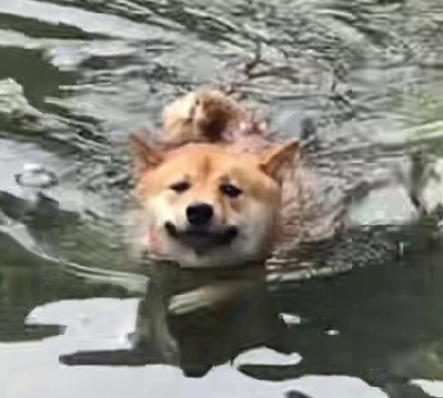 見事な犬かきを披露!!