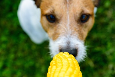 トウモロコシを見つめる犬