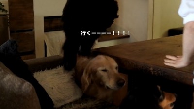 ルーク君をお散歩に誘った時の態度2