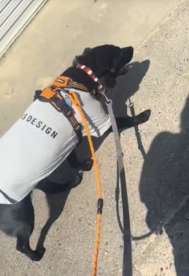 服を着た犬の散歩