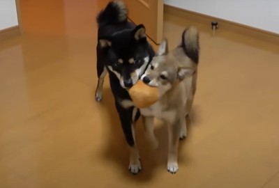 ボールをくわえた犬達