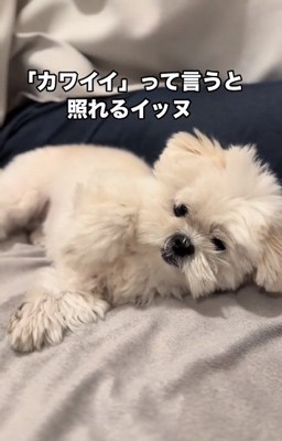 寝転がるもちちゃん