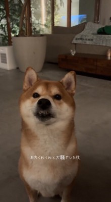 飼い主から注意を受ける、歯がむき出しになった犬