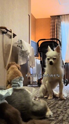 ドアの前で目を細める白いチワワ