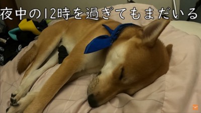 お父さんの看病をするワンジローくん3
