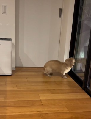 家族を待つ小型犬