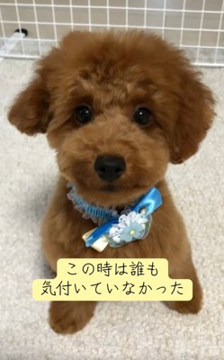 子犬のえるもくん2
