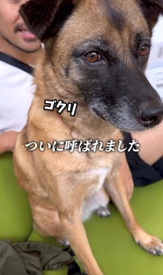 動物病院でビビりまくるアキちゃん6