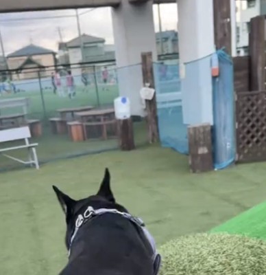 坂の上にいる犬