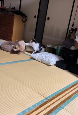 ビビちゃんを遊びに誘うイヴちゃん4