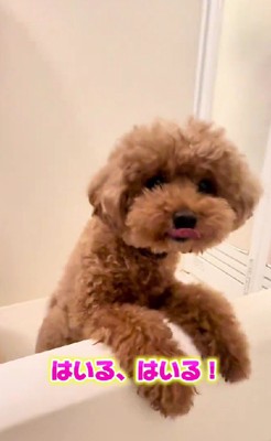 「入る入る!!」