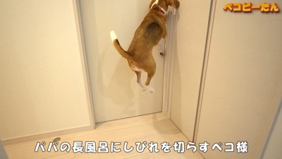 パパさんの長風呂を妨害するペコちゃん2