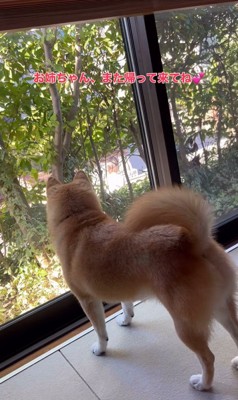 お姉ちゃん帰省時の小春ちゃん＆小太郎くん⑩