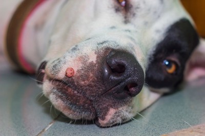 口元に赤いしこり