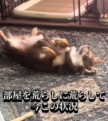 可愛くて憎めません♡