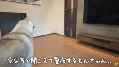 警戒するもんちゃん
