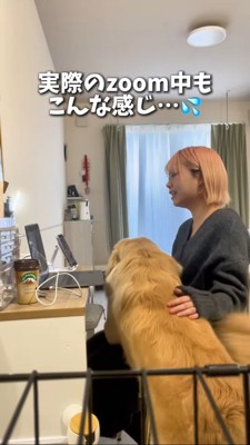 オンライン会議中に映り込みに行くゴールデン