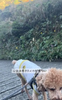 お散歩を楽しめるように♪