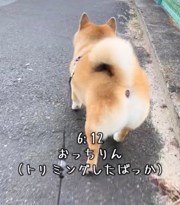 後ろ姿の犬のお尻