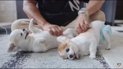 なでてをするチョッピちゃんとティーナちゃん