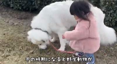 草むらの匂いを嗅ぐ犬と見守る子ども