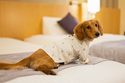 ホテルのベッドでくつろぐ犬