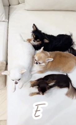 Eを作るチワワたち