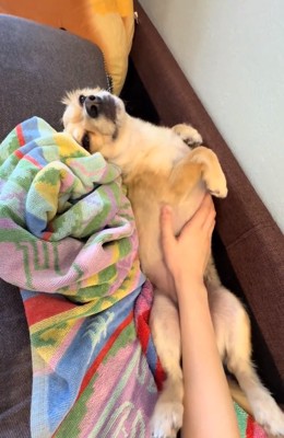 目を閉じるワンコ