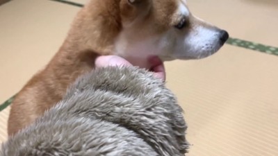 励まされるももちゃん