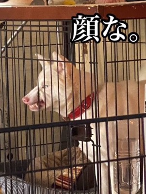 ムキ顔のトックちゃん1