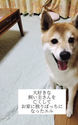 笑顔を見せる犬