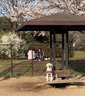 桜の木の下に座る犬