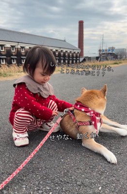 体を起こす柴犬