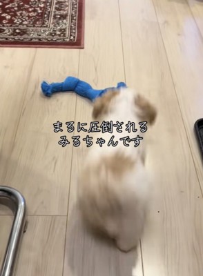 おもちゃを追いかけます