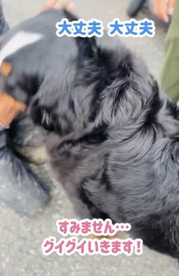 人にぐいぐい近づく犬