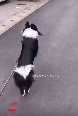 お散歩中のルナちゃん3