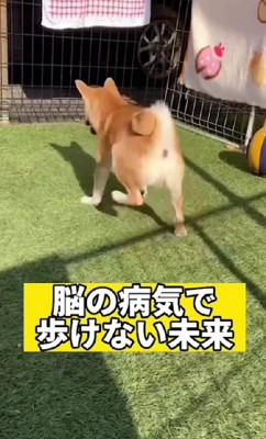 柴犬の未来ちゃん