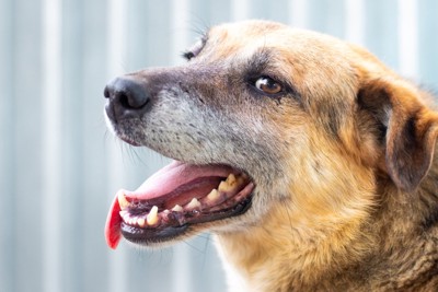 舌を出しながら振り返る犬