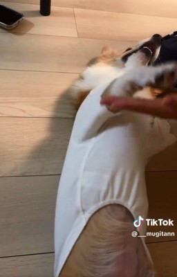 タッチするむぎちゃん2