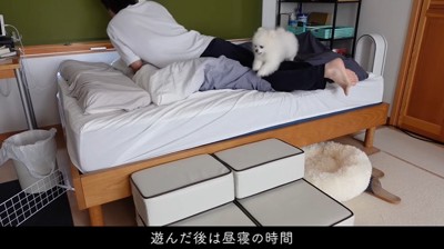 飼い主に駆け寄る犬