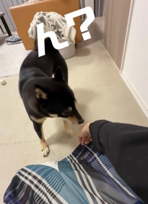 何かに気づく犬