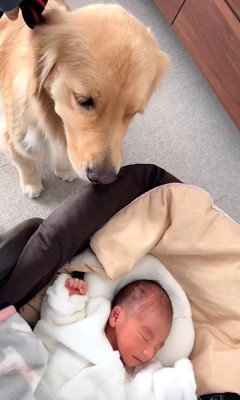 リリーちゃんと弟くんの初対面6