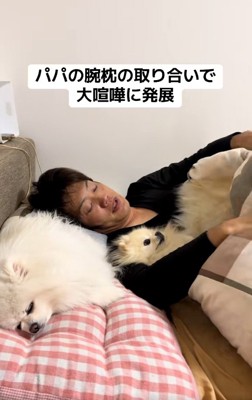 布団にもぐるクララちゃん