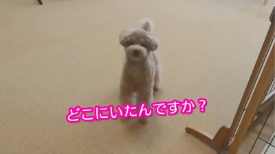 ママを見つめる犬