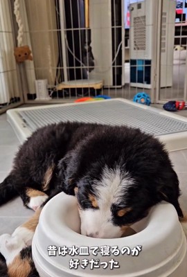 水の器に頭を入れる都ちゃん