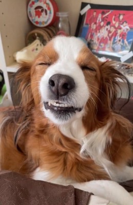 歯を見せるワンコ2