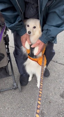 後ろ足で立ち上がって老年男性の足の間に入る犬