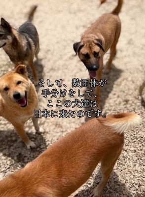 保護された犬たち