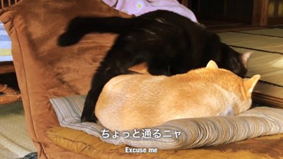 もしかして嫌がらせ…?(笑)