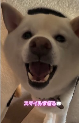 にっこりする犬1